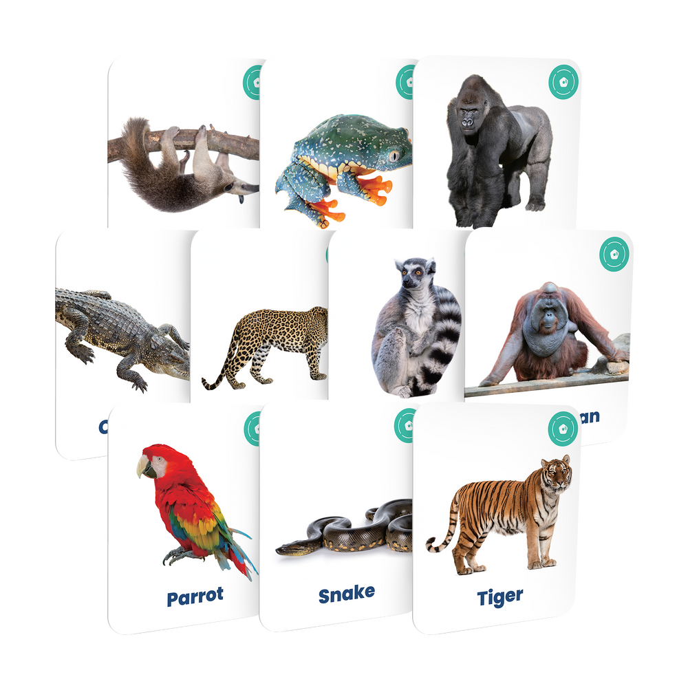 Colors & Jungle Animals Set